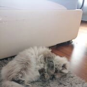 ���������� ������, ���� ������� ������, 32 ����, ������������ ��� ������, ����� � ���������