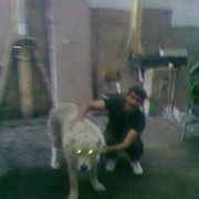 ���������� ������, ���� ������� ����, 44 ����, ������������ ��� ������