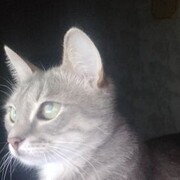 ���������� �������, ���� ������� ����, 33 ����, ������������ 