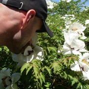 ���������� ������, ���� ������� �����, 44 ����, ������������ ��� ����� � ���������, c�������� ���������