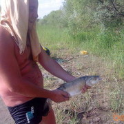 ���������� ������, ���� ������� ANDREINO, 43 ����, ������������ ��� ����� � ���������, c�������� ���������