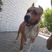 ���������� �����-���������, ���� ������� �����, 30 ���, ������������ ��� ������, ����� � ���������, c�������� ���������