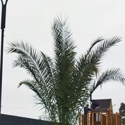 ���������� ���������, ���� ������� ������, 39 ���, ������������ ��� ������, ����� � ���������, c�������� ���������, ���������