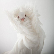 ���������� ��������, ���� ������� Ը���, 40 ���, ������������ 