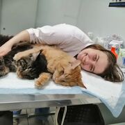 ������ ��� ���������)