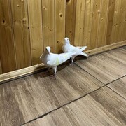 ���������� ����, ���� ������� �����, 43 ����, ������������ ��� ������, ����� � ���������, c�������� ���������