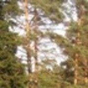 ���������� ���������, ���� ������� �����, 32 ����, ������������ ��� ������, ����� � ���������, c�������� ���������