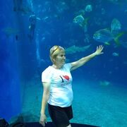 ���������� ����������, ���� ������� ����, 55 ���, ������������ ��� ������, ����� � ���������