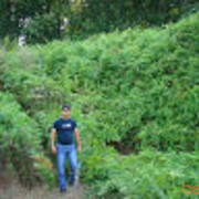 ���������� ����, ���� ������� Samir, 41 ���, ������������ 