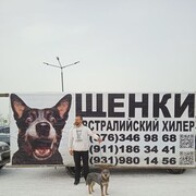 ���������� �����-���������, ���� ������� Dino, 47 ���, ������������ ��� ������, ����� � ���������, c�������� ���������