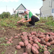 ���������� ����, ���� ������� ������, 72 ����, ������������ 