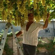 ���������� ��������, ���� ������� ������, 63 ����, ������������ ��� c�������� ���������