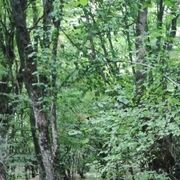 ���������� �����-���������, ���� ������� ����, 44 ����, ������������ ��� ����� � ���������, c�������� ���������