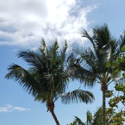 ���������� ��������������, ���� ������� �������, 50 ���, ������������ ��� ����� � ���������, c�������� ���������