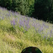 ���������� ���������, ���� ������� ������, 41 ���, ������������ ��� c�������� ���������