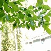 ���������� �����-���������, ���� ������� ����, 42 ����, ������������ ��� ������, ����� � ���������