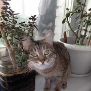 ���������� ������, ���� ������� �������, 39 ���, ������������ ��� ����� � ���������, c�������� ���������, ���������