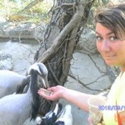 ���������� ������, ���� ������� ����������, 50 ���, ������������ ��� ������, ����� � ���������, c�������� ���������