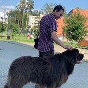 ���������� �����-���������, ���� ������� ������, 37 ���, ������������ ��� ����� � ���������, c�������� ���������, ���������