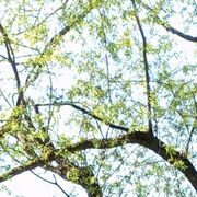 ���������� ������, ���� ������� ����, 42 ����, ������������ 