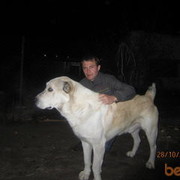 ���������� �����, ���� ������� ����, 43 ����, ������������ ��� ������