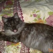  ,   Vovan, 55 ,   ,   , c , 
