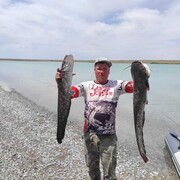 ���������� �����, ���� ������� �������, 37 ���, ������������ ��� ������, ����� � ���������