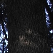 ���������� �������, ���� ������� Giorgi, 37 ���, ������������ ��� ������, ����� � ���������, c�������� ���������