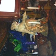 ���������� ������, ���� ������� �����, 52 ����, ������������ 