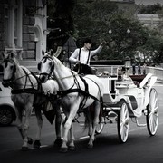 ���������� �����������, ���� ������� ����, 43 ����, ������������ ��� ������