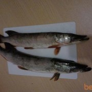  ,   PAVEL, 50 ,   