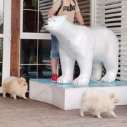 ���������� ����������, ���� ������� �������, 45 ���, ������������ ��� c�������� ���������