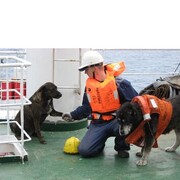 ���������� ��������, ���� ������� ������ �����, 44 ����, ������������ ��� ���������