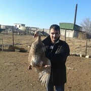 ���������� �����, ���� ������� �����, 38 ���, ������������ ��� ����� � ���������, c�������� ���������, ���������