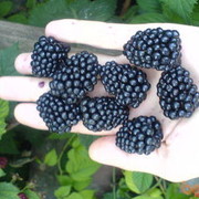  ,    k, 50 ,     , c 