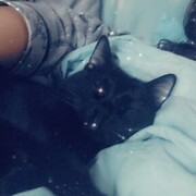 ���������� ������������, ���� ������� �����, 40 ���, ������������ 