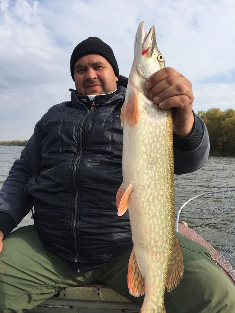 ���� 56225618 ������� ���������, 46 ���, ���� ���������� � ������