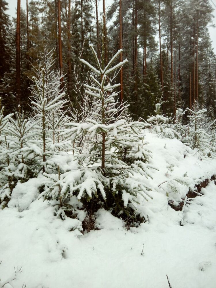 ���� 54549458 ������� ��������, 56 ���, ���� ���������� � �����-����������