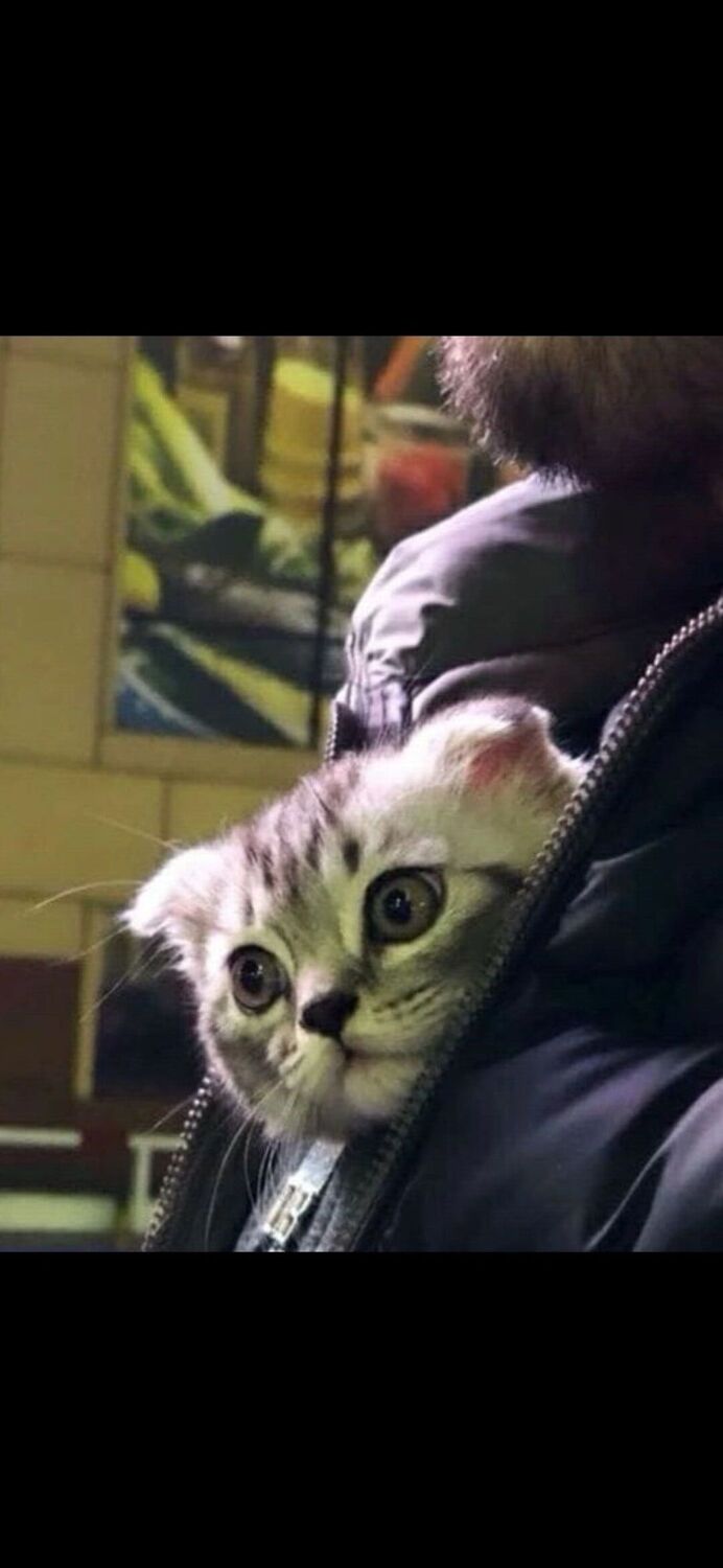 ���������� ���������, ���� ������� Murat, 28 ���, ������������ ��� ���������