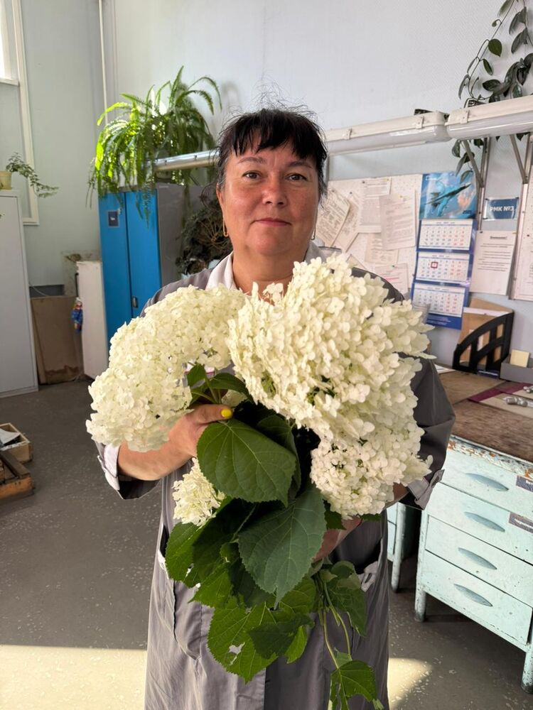 ���� 56278328 ������� �����, 50 ���, ���� ���������� � ������������