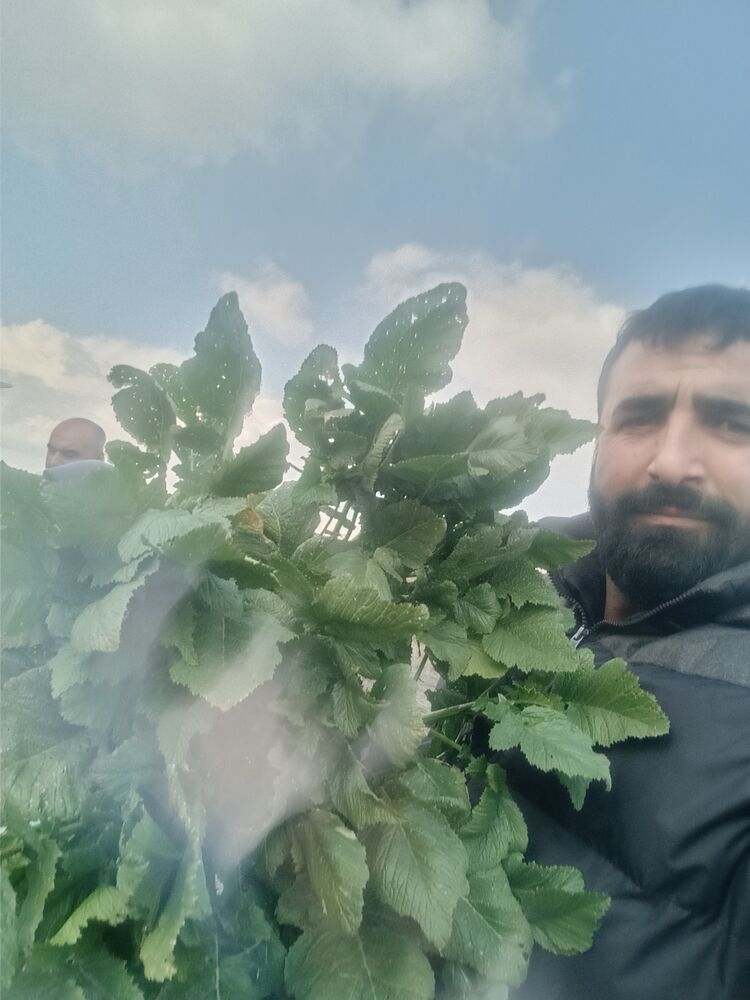 ���������� ���������, ���� ������� MURAT, 40 ���, ������������ ��� ������, ����� � ���������