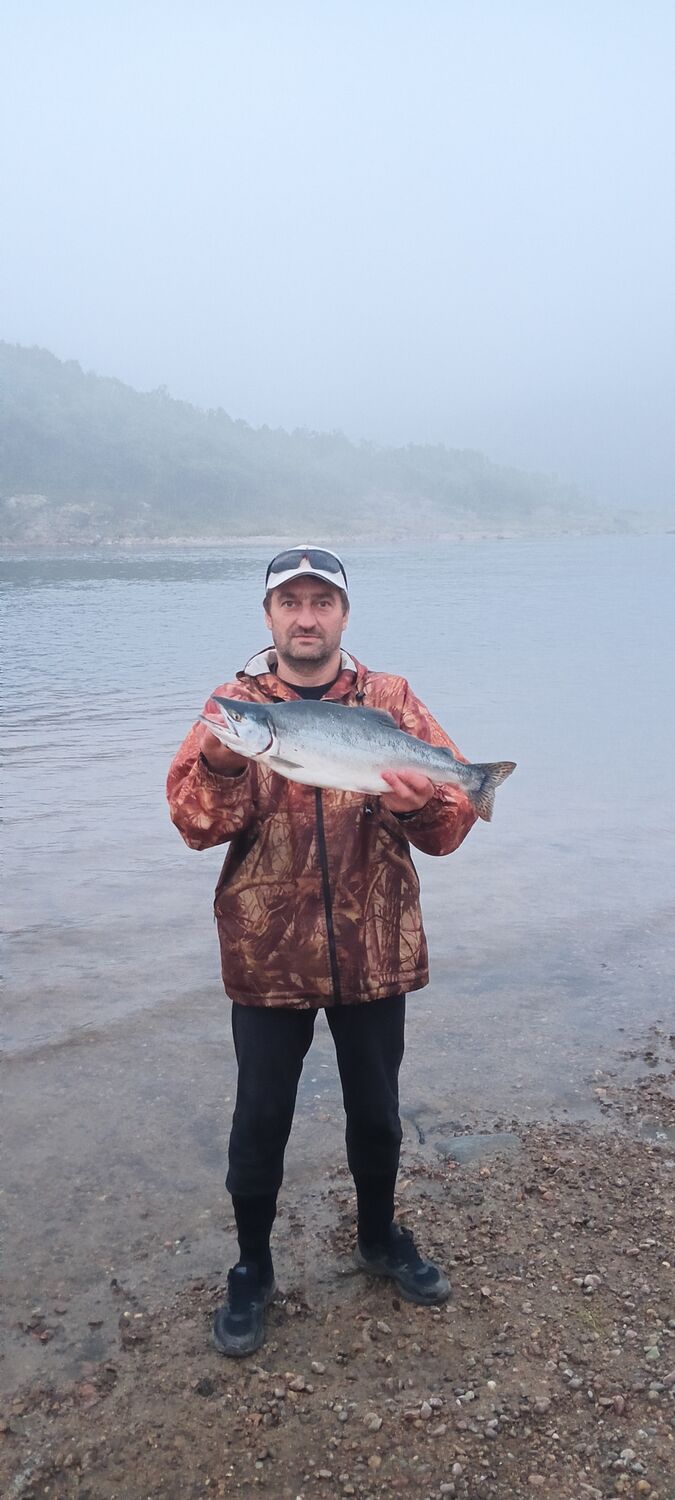 ���� 36641138 ������� �������, 50 ���, ���� ���������� � �����-����������