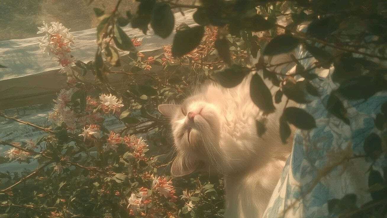 ���� 55523238 ����� ����, 20 ���, ���� ���������� � ��������