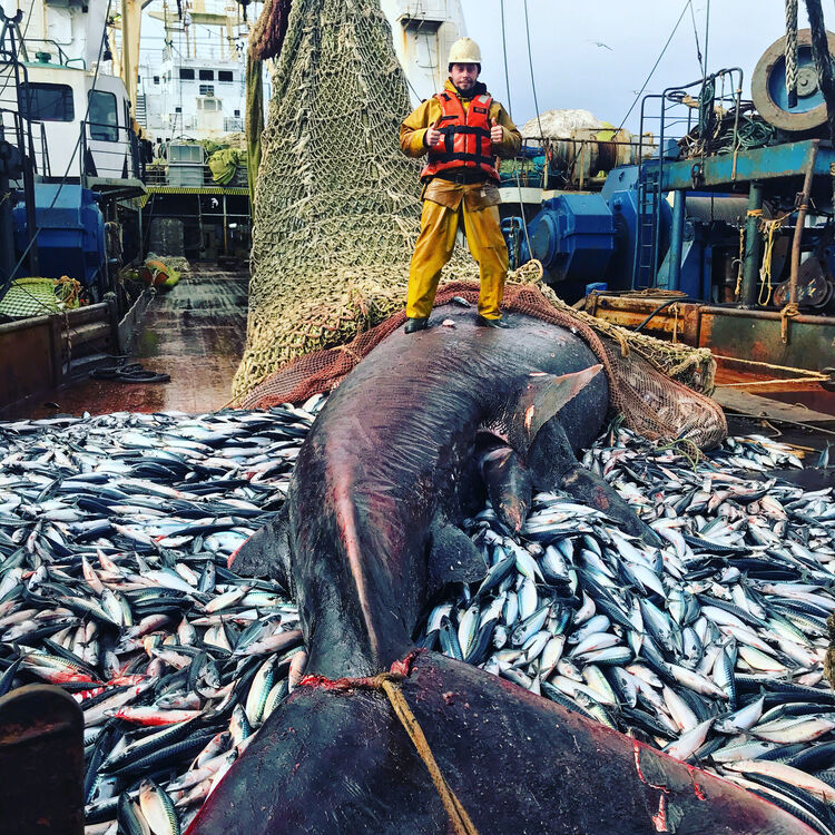 ���������� �����������, ���� ������� �������, 32 ����, ������������ ��� ������, ����� � ���������