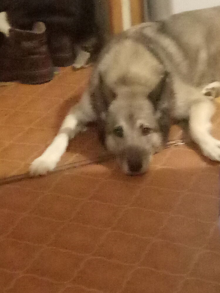 ���������� �������, ���� ������� ������, 49 ���, ������������ ��� ������, ����� � ���������, c�������� ���������, ���������