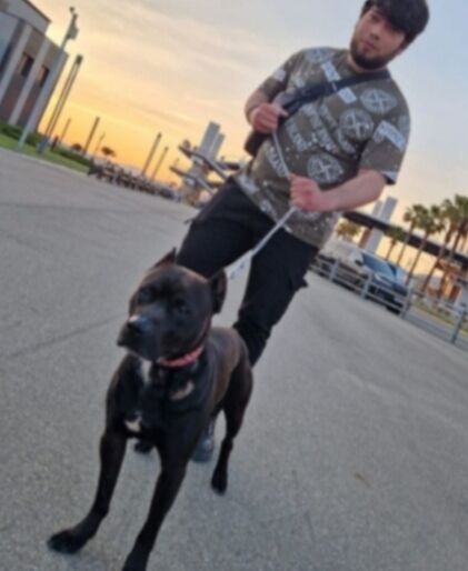 ���� 51452538 ������� Shakh, 29 ���, ���� ���������� � ���������