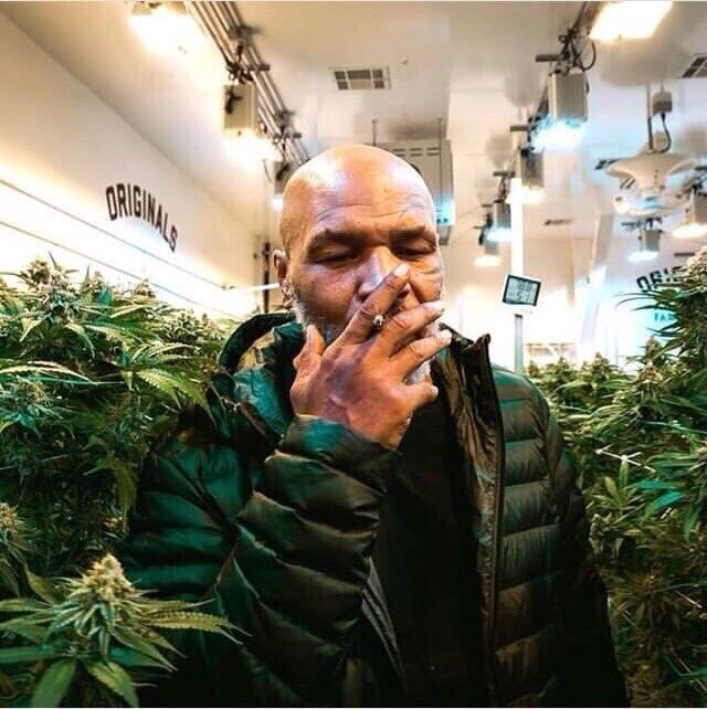 ���� 17597518 ������� ������, 34 ����, ���� ���������� � ��������