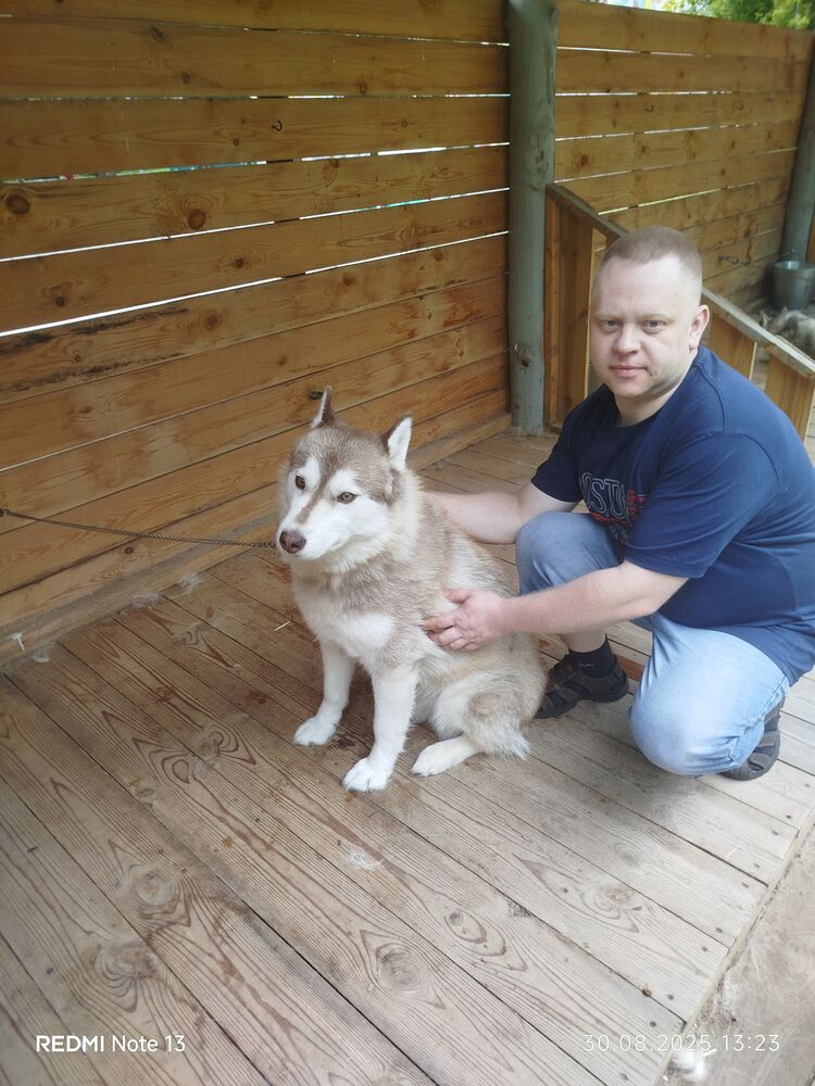 ���� 55153478 ������� ������, 38 ���, ���� ���������� � �������