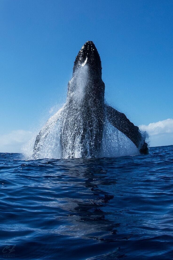 ���������� ���������, ���� ������� �����, 43 ����, ������������ ��� ������, ����� � ���������, c�������� ���������