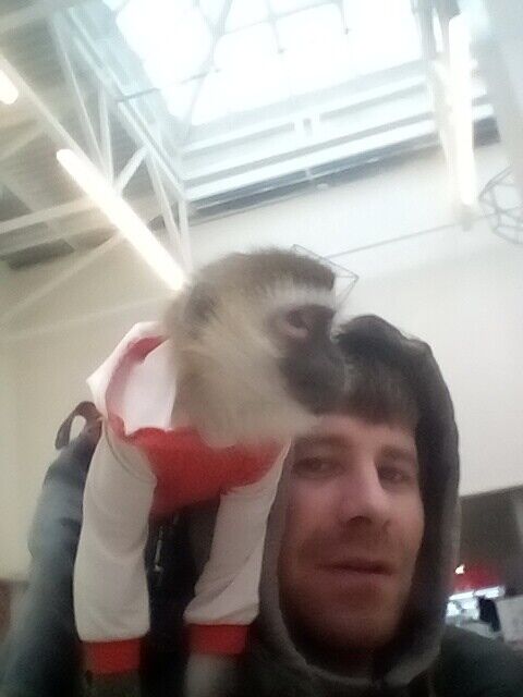 ���������� �������, ���� ������� ����, 36 ���, ������������ ��� ������, ����� � ���������, c�������� ���������